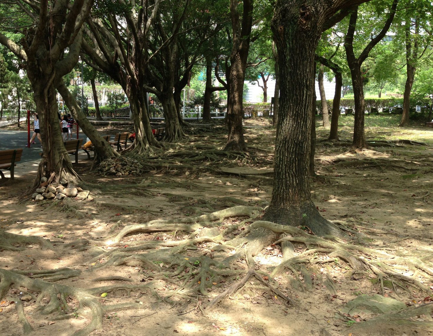 我們的公園 Park I 臺灣公園現況15