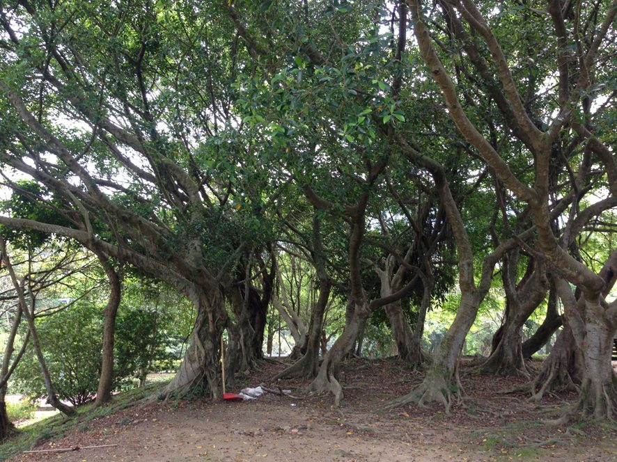 我們的公園 Park I 臺灣公園現況17