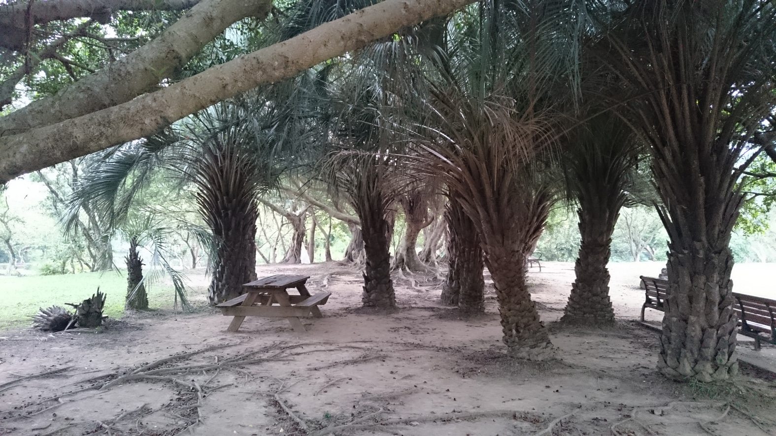 我們的公園 Park I 臺灣公園現況18
