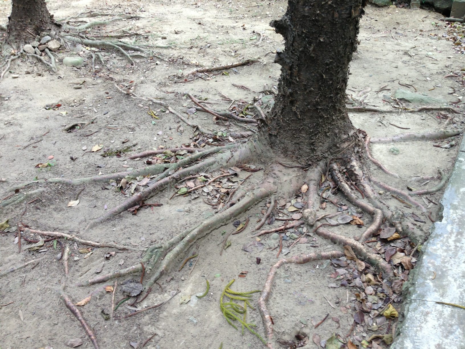 我們的公園 Park I 臺灣公園現況21