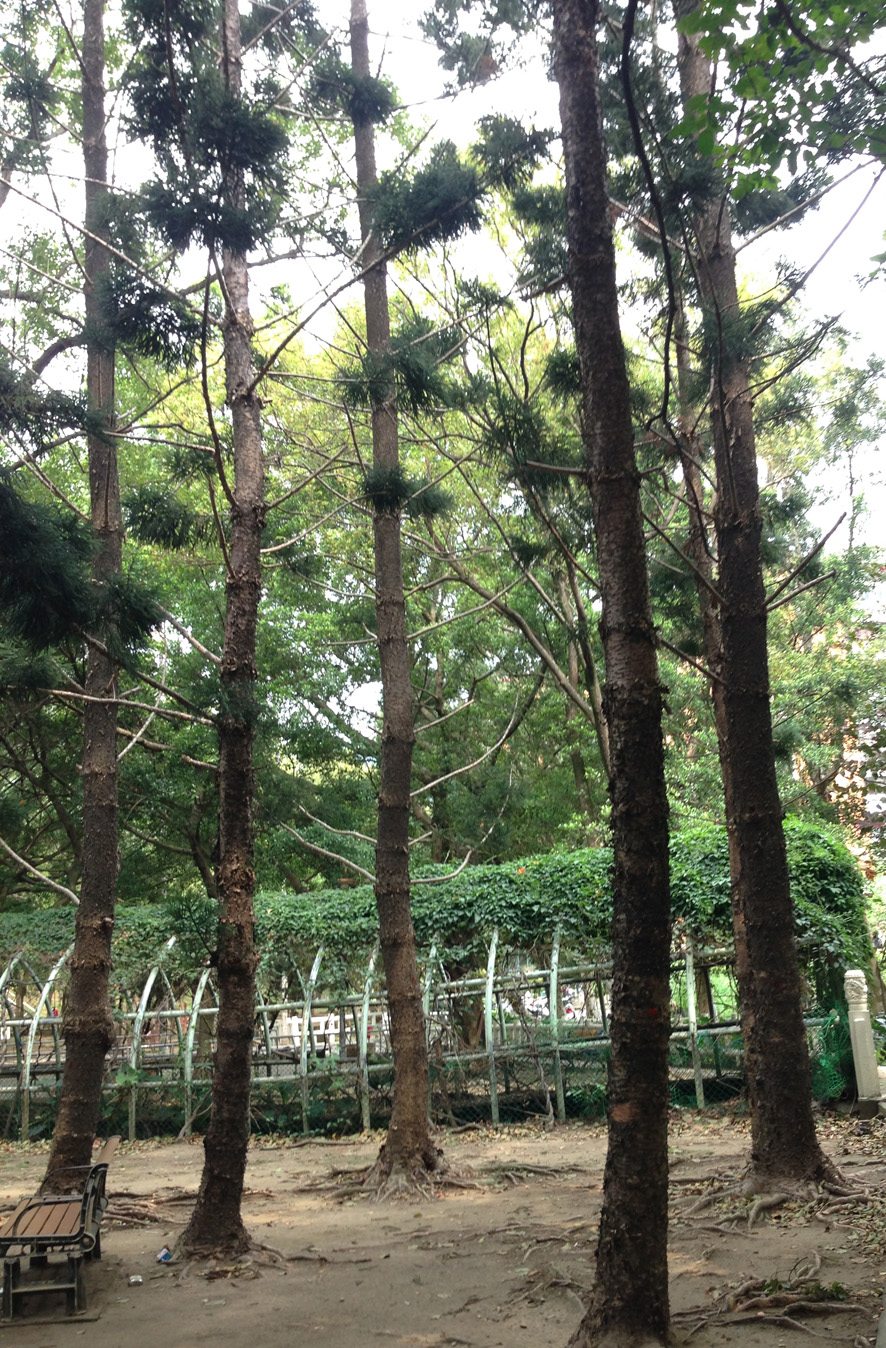 我們的公園Park II ：永續生態公園的願景14