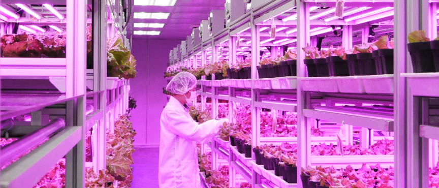 國土面積1%農地，卻奪下食安指數冠軍：細說新加坡之糧食安全戰略
