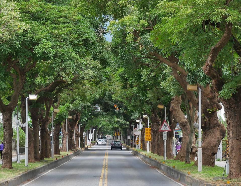 行道樹種植修剪大哉問：如何在街道「眷養」屬於森林的巨人？