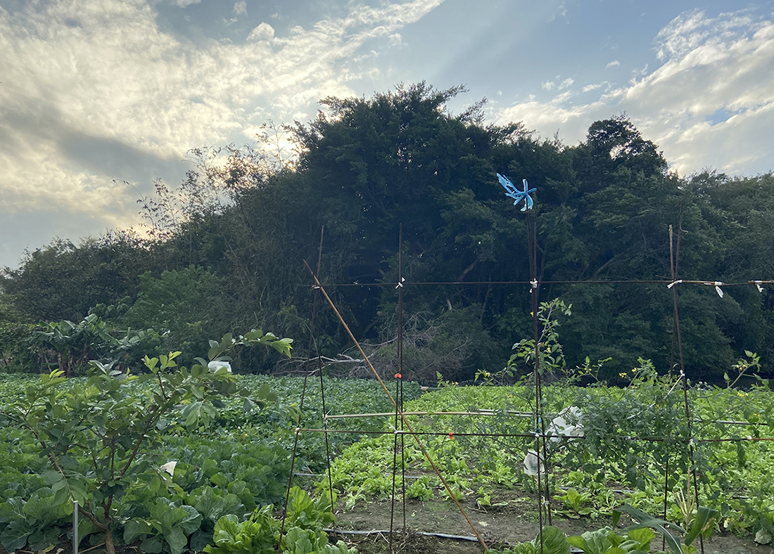 替代想像：邁向社子島鄉村新生活