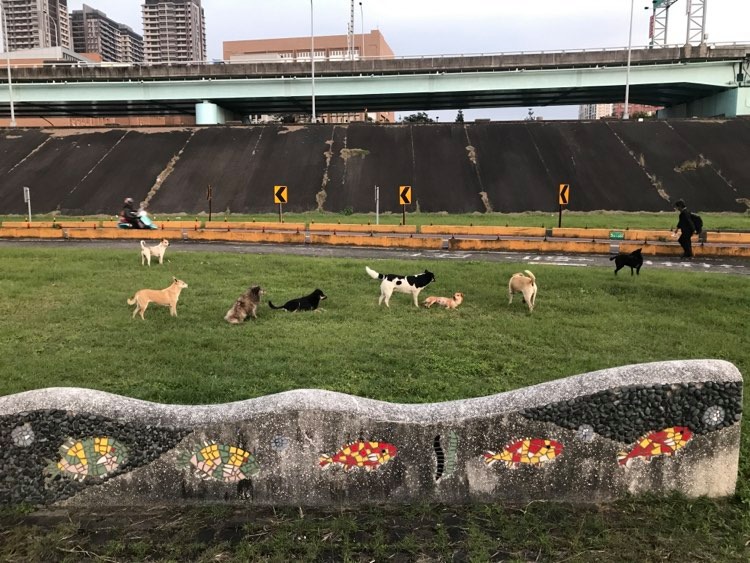 從顧此失彼到源頭管理—資料導向的流浪犬數量管控
