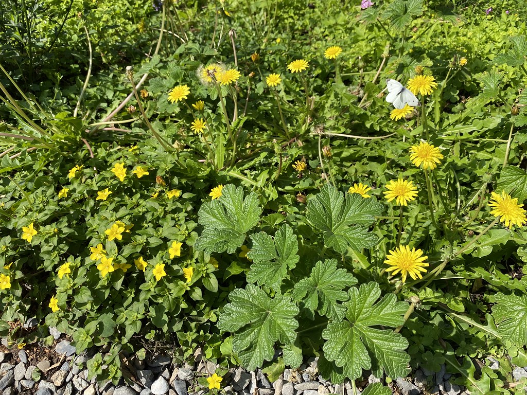 找回人與花草的連結 植物學者曾彥學就任林試所長：讓台灣原生植物出頭
