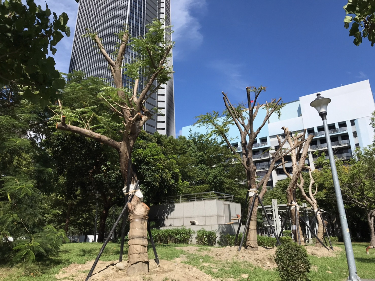 樹木斷頭修剪的便宜行事，埋下了颱風來臨時的危機