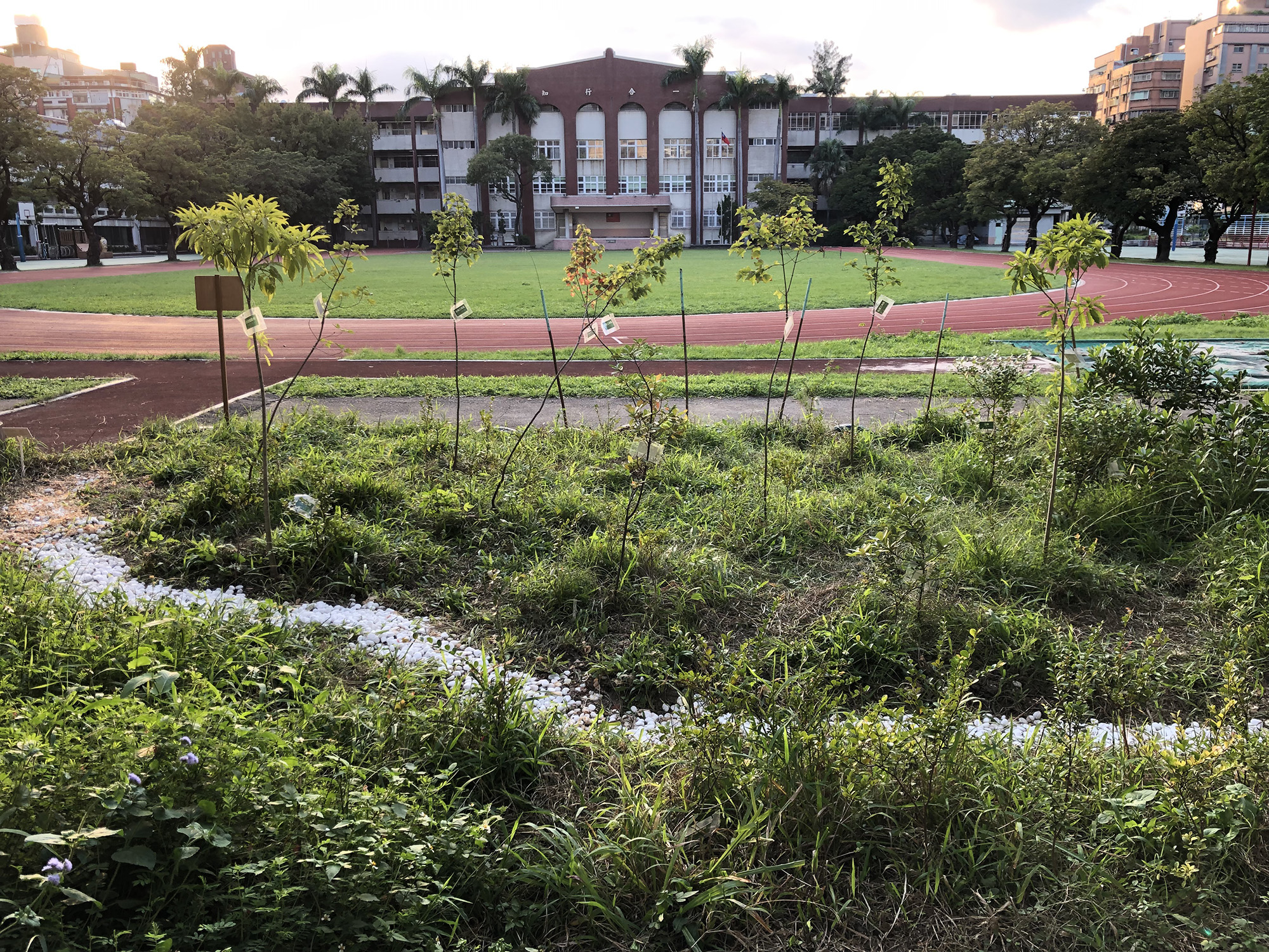當代採集：野化城市，雜草是我們的好朋友