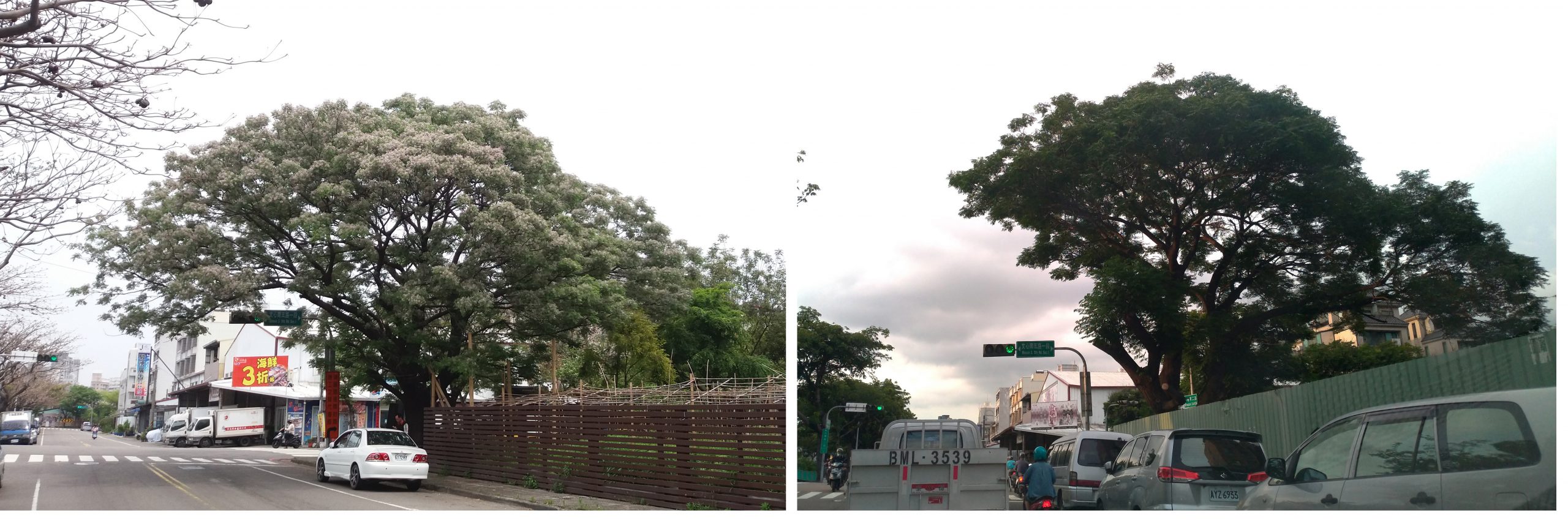 既然朝不保夕,何妨大砍特砍? 另一齣關於園藝的文化推理劇