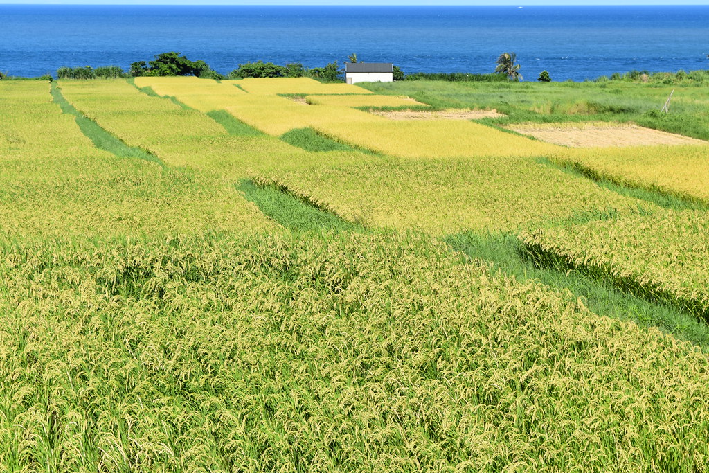 生態給付找回農田景觀 農民也能貢獻生物多樣性「國庫」