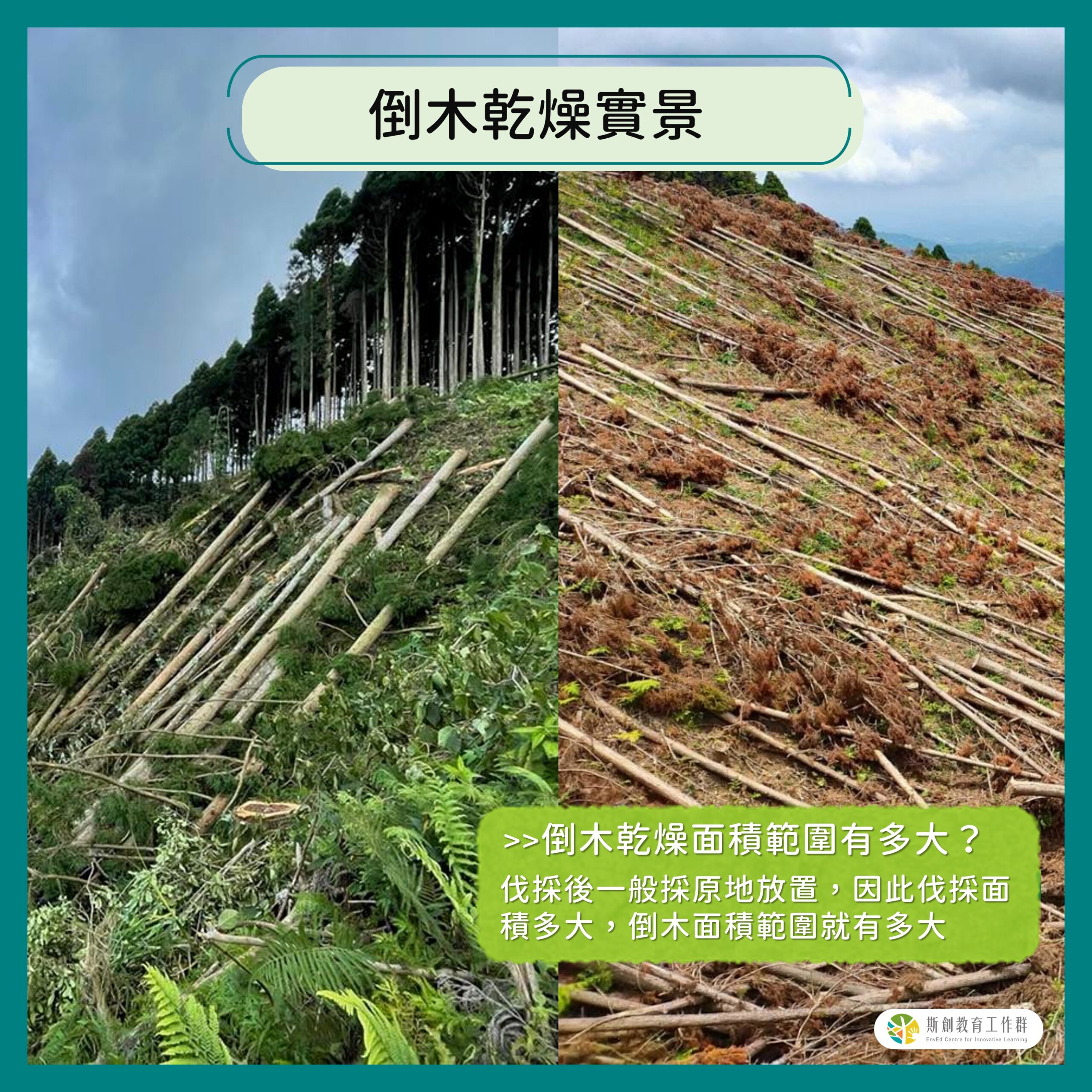 脫點水，再出發～倒木乾燥